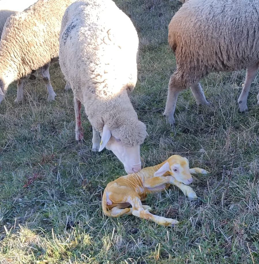 Agnello