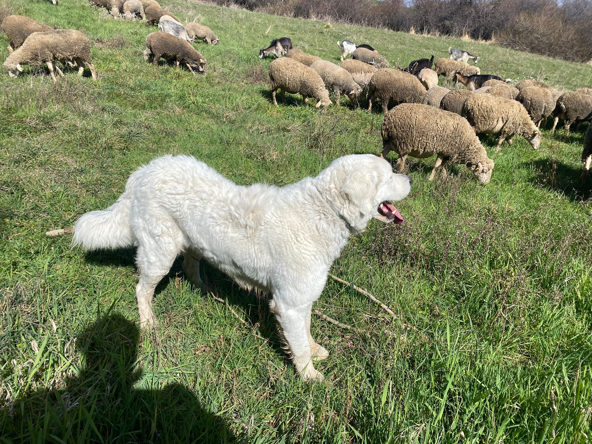 Ovini pascolo con pastore abruzzese