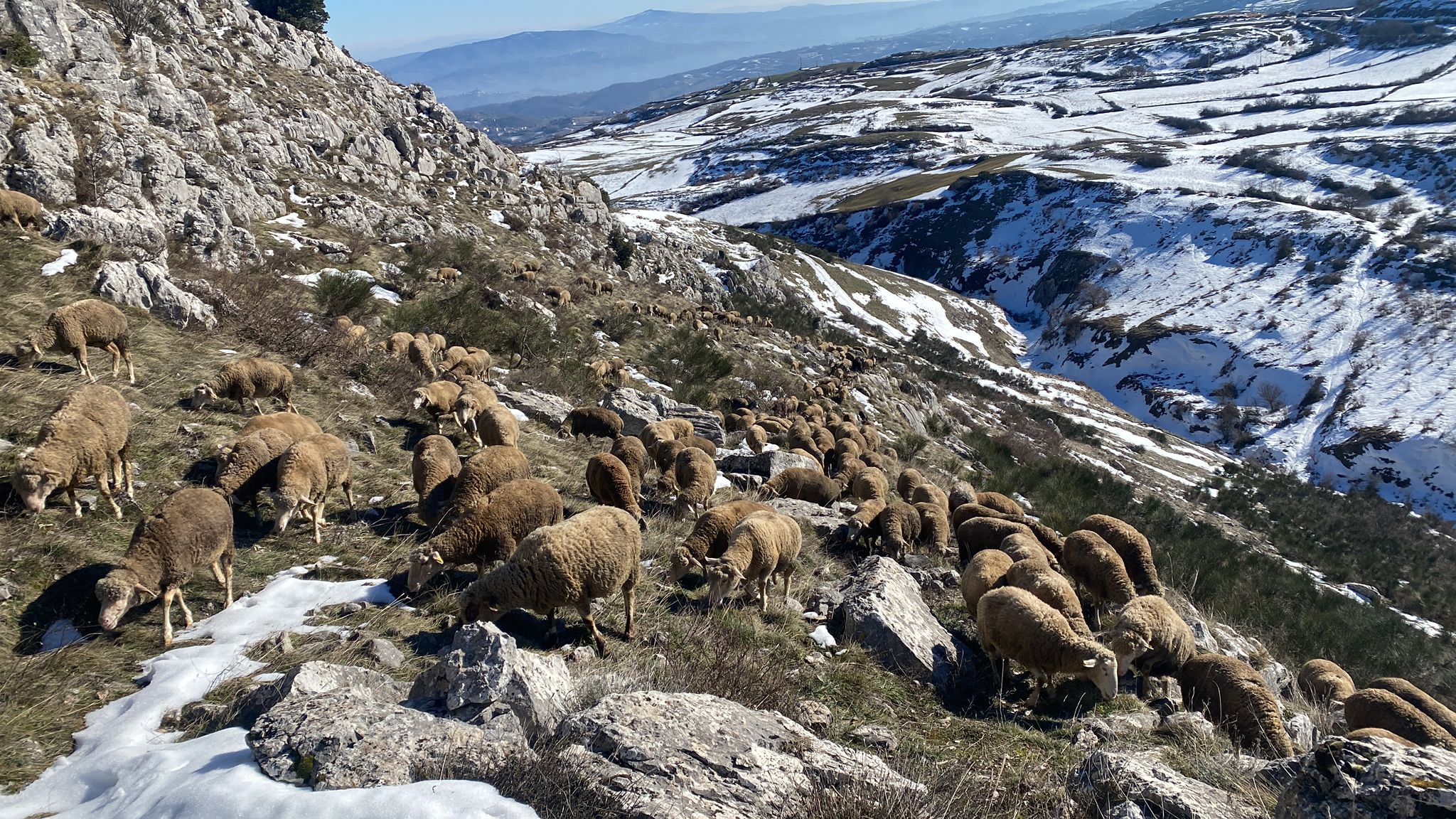 Paesaggio neve ovini
